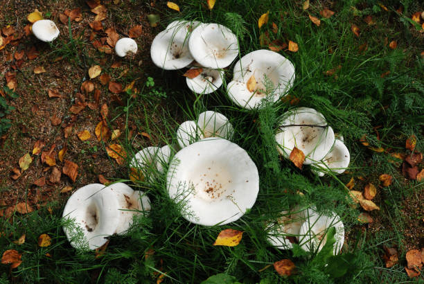 Before the fatal death cap mushroom lunch in Leongatha, the fungi also killed two men in 2011